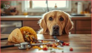health risks if dogs eat tacos health risks if dogs eat tacos