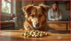 health risks of pistachios for dogs health risks of pistachios for dogs