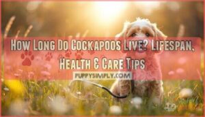 how long do cockapoos live how long do cockapoos live