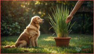 how to prevent lemongrass toxicity in dogs how to prevent lemongrass toxicity in dogs
