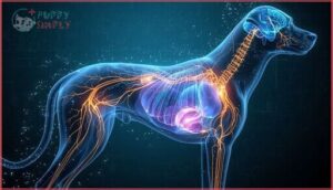 nerve and hormonal control nerve and hormonal control