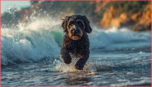 portuguese water dog portuguese water dog