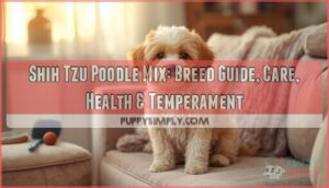 shih tzu poodle mix shih tzu poodle mix