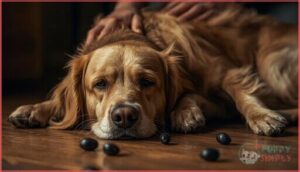signs of olive poisoning in dogs signs of olive poisoning in dogs