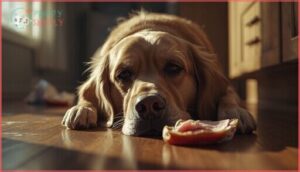 signs your dog ate unsafe sandwich meat signs your dog ate unsafe sandwich meat