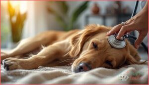 what causes enlarged nipples in dogs after heat what causes enlarged nipples in dogs after heat