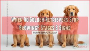 when do golden retrievers stop growing when do golden retrievers stop growing