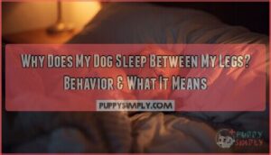 why does my dog sleep between my legs why does my dog sleep between my legs