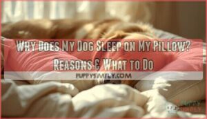 why does my dog sleep on my pillow why does my dog sleep on my pillow