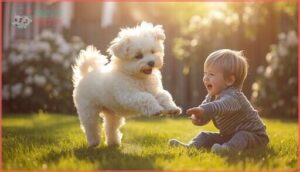 bichon frise bichon frise