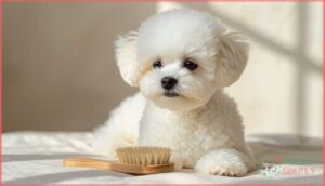bichon frise bichon frise