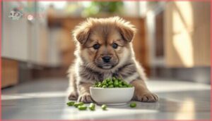 can puppies eat canned green beans can puppies eat canned green beans