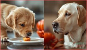can puppies or senior dogs eat lobster can puppies or senior dogs eat lobster