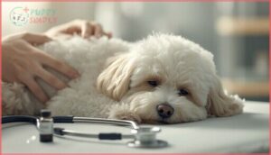 common health issues in non-shedding breeds common health issues in non-shedding breeds