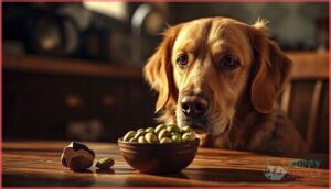 health risks of pistachios for dogs health risks of pistachios for dogs