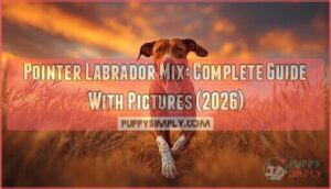 pointer labrador mixes a complete guide with pictures pointer labrador mixes a complete guide with pictures
