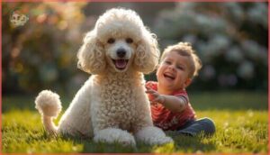 poodle (toy, miniature, standard) poodle (toy, miniature, standard)