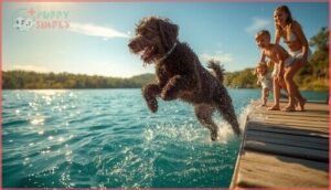 portuguese water dog portuguese water dog