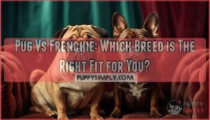 pug vs frenchie pug vs frenchie