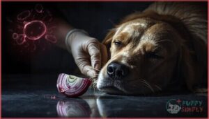 recognizing hemolytic anemia in dogs recognizing hemolytic anemia in dogs