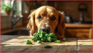 risks of feeding basil to dogs risks of feeding basil to dogs
