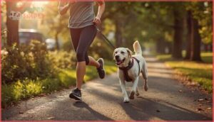 safety tips for running with no pull harnesses safety tips for running with no pull harnesses