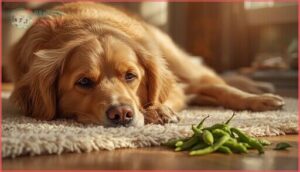 signs your dog may not tolerate green beans signs your dog may not tolerate green beans