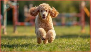 standard poodle standard poodle