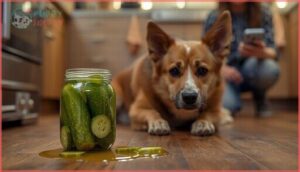 what should i do if my dog eats pickles what should i do if my dog eats pickles