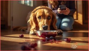 what to do if a dog eats a plum pit what to do if a dog eats a plum pit