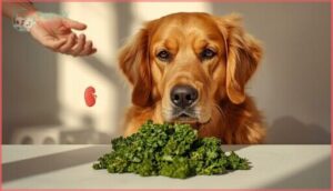 which dogs should avoid cooked kale which dogs should avoid cooked kale