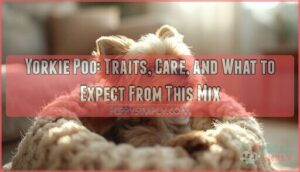 yorkie poo yorkie poo