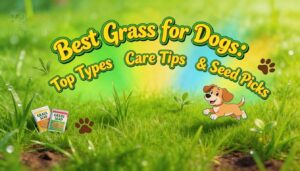 best grass for dogs best grass for dogs