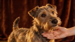 breed standards and show texture breed standards and show texture