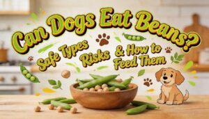 can dogs eat beans can dogs eat beans