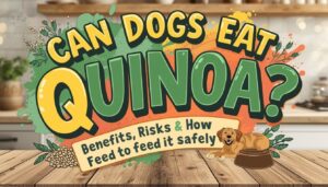 can dogs eat wuinoa can dogs eat wuinoa