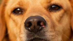 discharge and bleeding discharge and bleeding