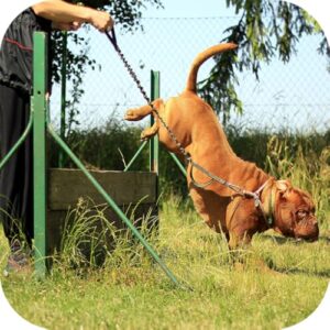 Dog Training for beginners B01N5MOGO9