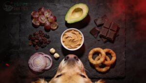 food swaps to avoid — still dangerous for dogs food swaps to avoid — still dangerous for dogs