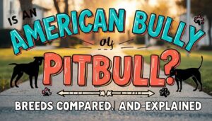 is an american bully a pitbull is an american bully a pitbull