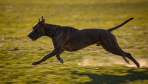 lean, athletic pit bull build lean, athletic pit bull build