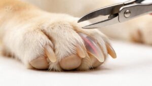 leaving a small safety margin before the quick leaving a small safety margin before the quick