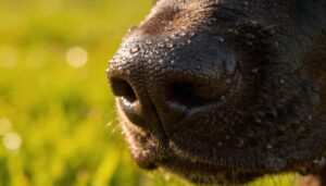 maintaining healthy dog nose temperature maintaining healthy dog nose temperature