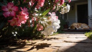 oleander and cardiac toxicity oleander and cardiac toxicity