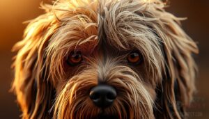 outer coat vs undercoat outer coat vs undercoat