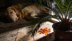 sago palm and risk of liver failure sago palm and risk of liver failure