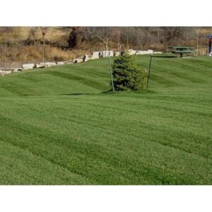 SeedRanch Midnight Kentucky Bluegrass Seed B00GGSM6FM