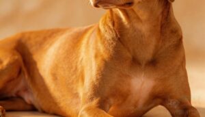 signs of a single-coated dog signs of a single-coated dog