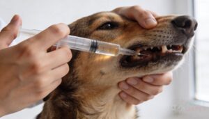 step-by-step administration with an oral syringe step-by-step administration with an oral syringe