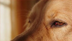 warning signs of a dog eye problem warning signs of a dog eye problem